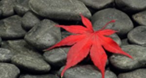 Ein rot gefärbes Ahornblatt auf grauen Kieselsteinen